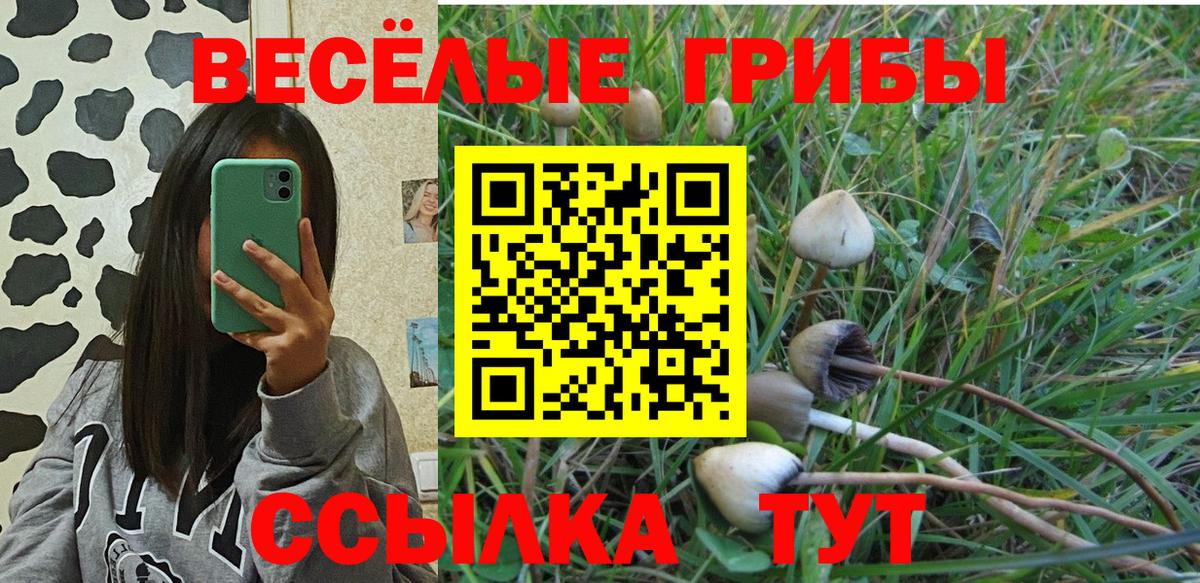 Псилоцибиновые грибы Psilocybine cubensis Пенза